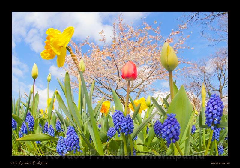 Keukenhof Hollandia 088.jpg